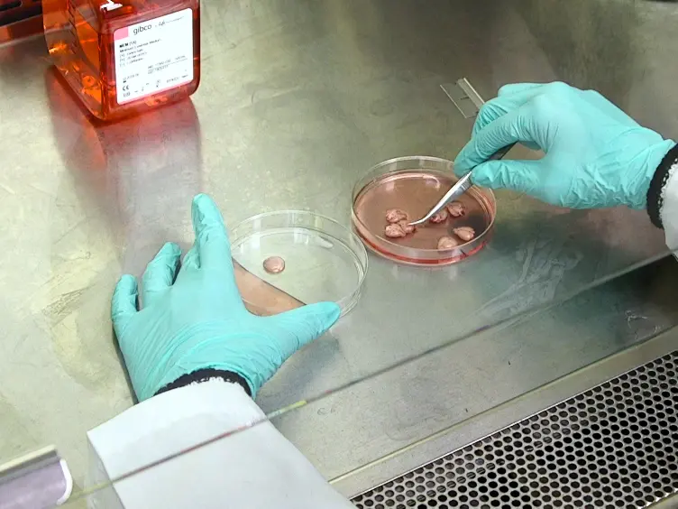 <em>In Vitro</em> Assays to Assess Blood-brain Barrier Mesh-like Vessel Formation and Disruption