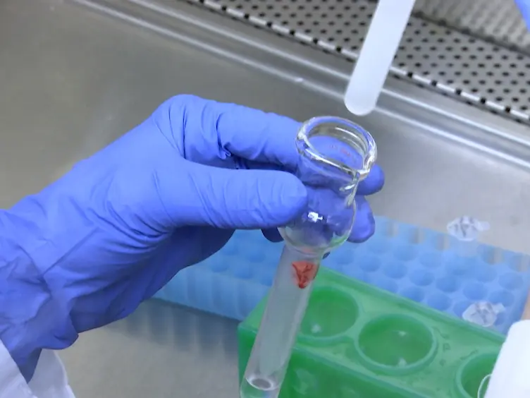 Influenza A Virus Studies in a Mouse Model of Infection