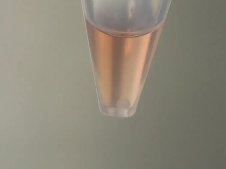 Chondrogenic Pellet Formation from Cord Blood-derived Induced Pluripotent Stem Cells