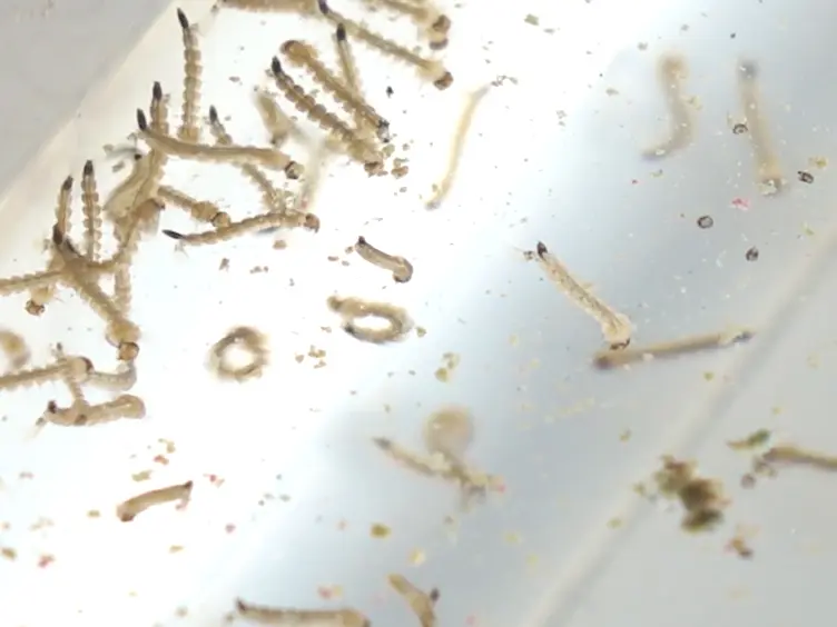 Maintaining <em>Aedes aegypti</em> Mosquitoes Infected with <em>Wolbachia</em>