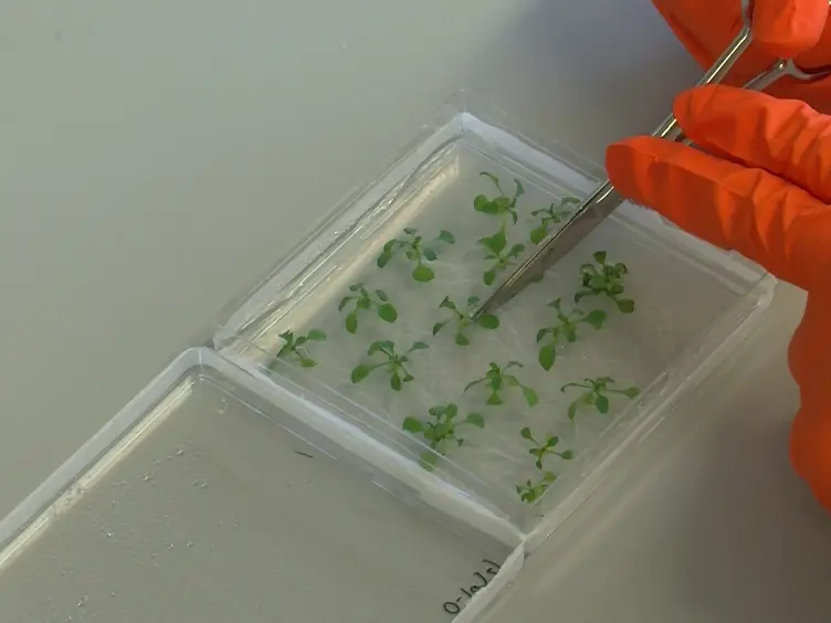 Real-time <em>In Vivo </em>Recording of <em>Arabidopsis</em> Calcium Signals During Insect Feeding Using a Fluorescent Biosensor