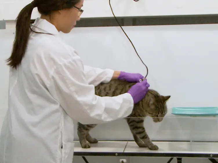 Reversible Cooling-induced Deactivations to Study Cortical Contributions to Obstacle Memory in the Walking Cat