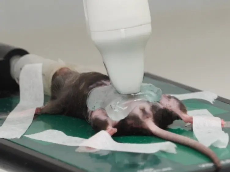 A Novel Use of Three-dimensional High-frequency Ultrasonography for Early Pregnancy Characterization in the Mouse