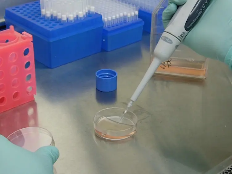 Quantifying Human Monocyte Chemotaxis <em>In Vitro</em> and Murine Lymphocyte Trafficking <em>In Vivo</em>