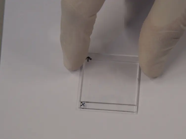 Preparation of Liquid Crystal Networks for Macroscopic Oscillatory Motion Induced by Light
