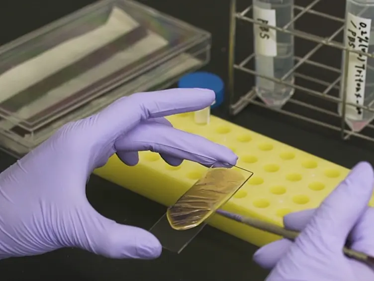 Phagocytosis Assay for Apoptotic Cells in <em>Drosophila</em> Embryos