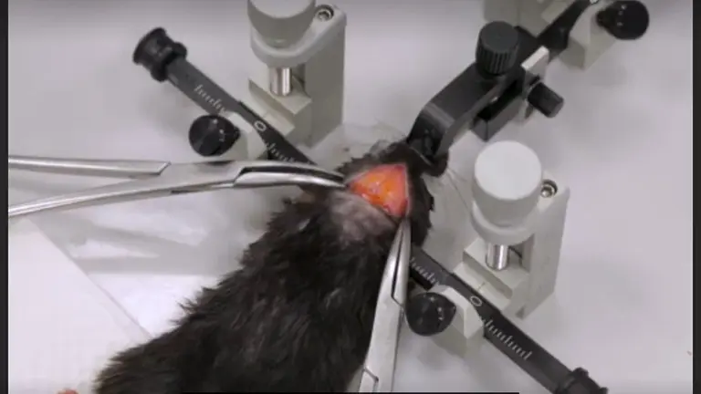 Studying the Hypothalamic Insulin Signal to Peripheral Glucose Intolerance with a Continuous Drug Infusion System into the Mouse Brain