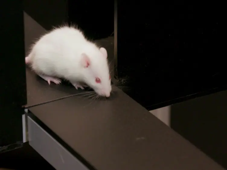 Testing Animal Anxiety in Rats: Effects of Open Arm Ledges and Closed Arm Wall Transparency in Elevated Plus Maze Test