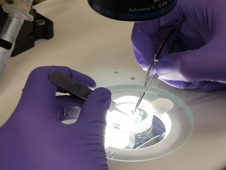 A Seminiferous Tubule Squash Technique for the Cytological Analysis of Spermatogenesis Using the Mouse Model
