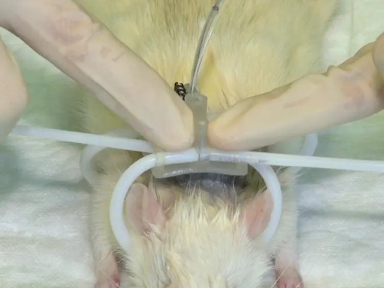 Cystometric and External Urethral Sphincter Measurements in Awake Rats with Implanted Catheter and Electrodes Allowing for Repeated Measurements