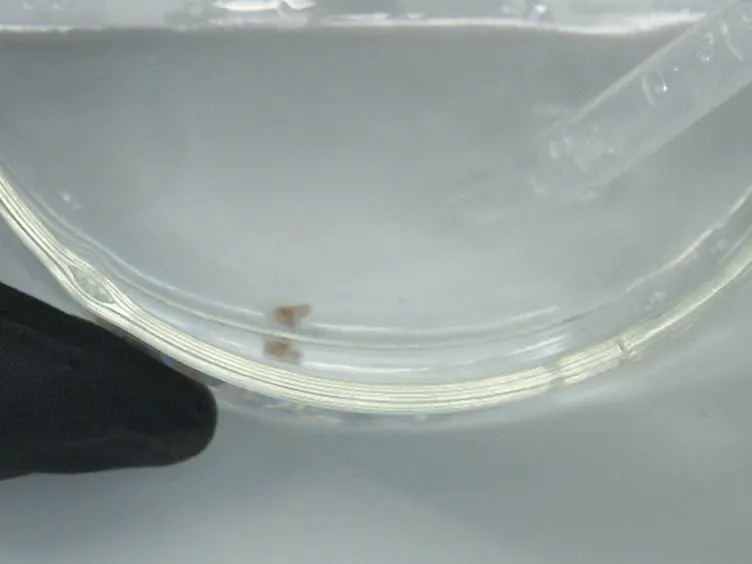 A Protocol for Decellularizing Mouse Cochleae for Inner Ear Tissue Engineering