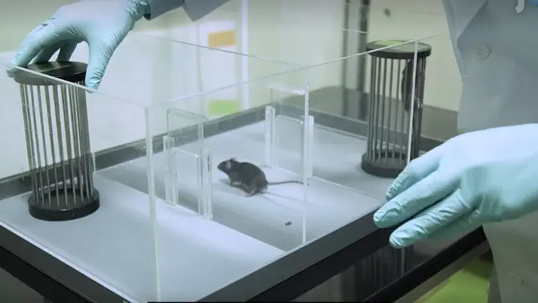 Pentylenetetrazole-Induced Kindling Mouse Model