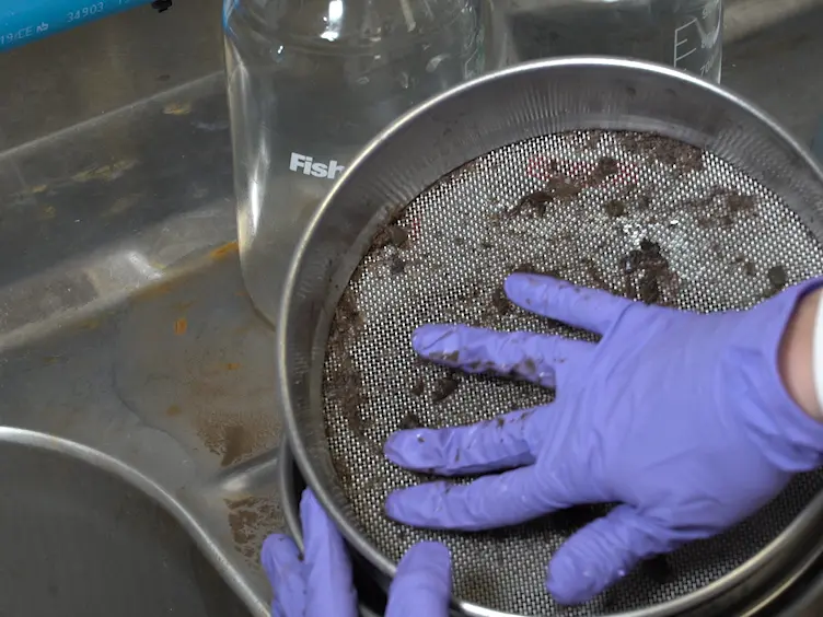 Resurrection of Dormant <em>Daphnia magna</em>: Protocol and Applications
