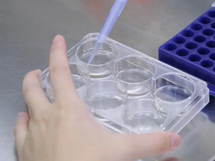 Transient Expression of Foreign Genes in Insect Cells (sf9) for Protein Functional Assay