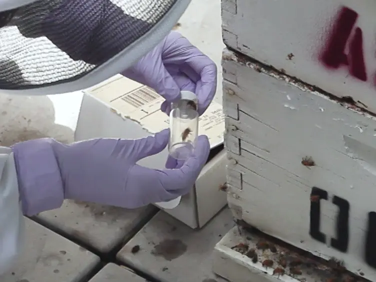 SwarmSight: Real-time Tracking of Insect Antenna Movements and Proboscis Extension Reflex Using a Common Preparation and Conventional Hardware
