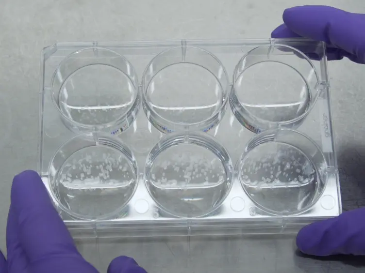 Streamlined 3D Cerebellar Differentiation Protocol with Optional 2D Modification
