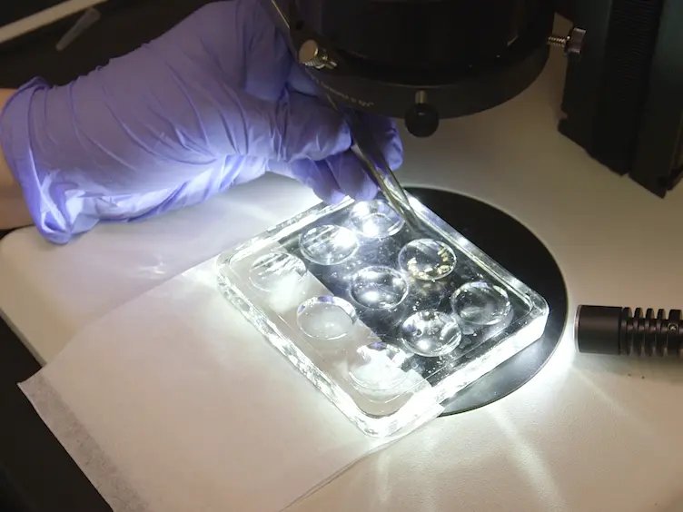 Monitoring Cell-to-cell Transmission of Prion-like Protein Aggregates in <em>Drosophila Melanogaster</em>