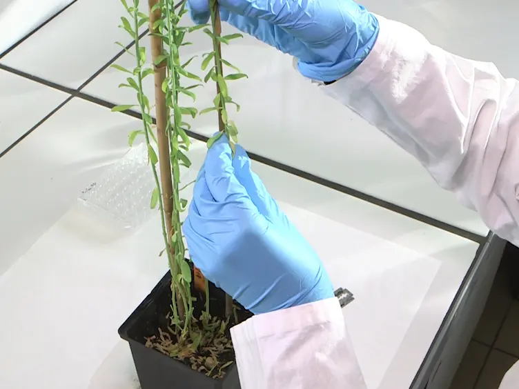 Visualizing Lignification Dynamics in Plants with Click Chemistry: Dual Labeling is BLISS!