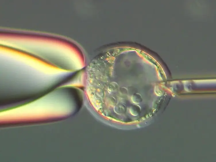 Trans-inner Cell Mass Injection of Embryonic Stem Cells Leads to Higher Chimerism Rates