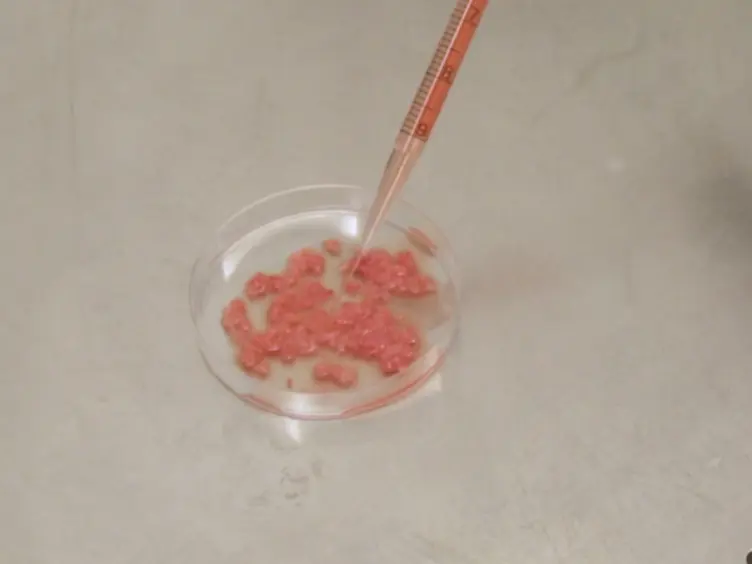 Isolation of Dendritic Cells from the Human Female Reproductive Tract for Phenotypical and Functional Studies