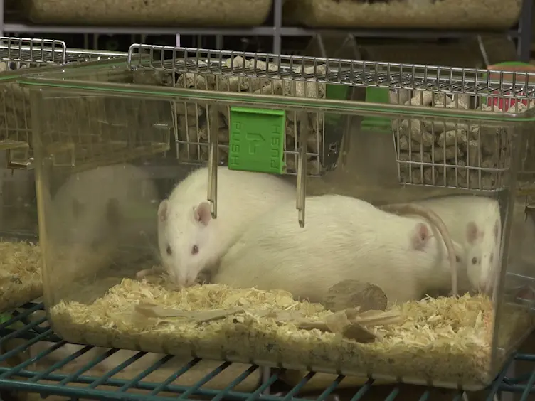 A New Method for Inducing a Depression-Like Behavior in Rats