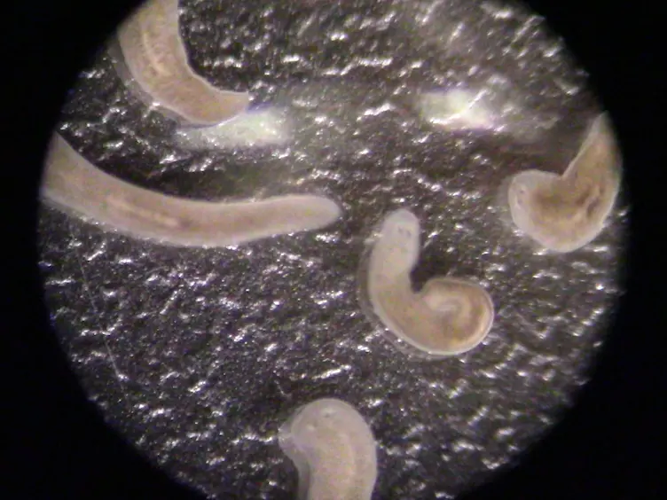 Chemical Amputation and Regeneration of the Pharynx in the Planarian <em>Schmidtea mediterranea</em>