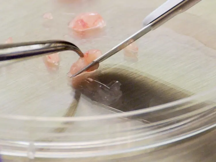 A Syngeneic Pancreatic Cancer Mouse Model to Study the Effects of Irreversible Electroporation