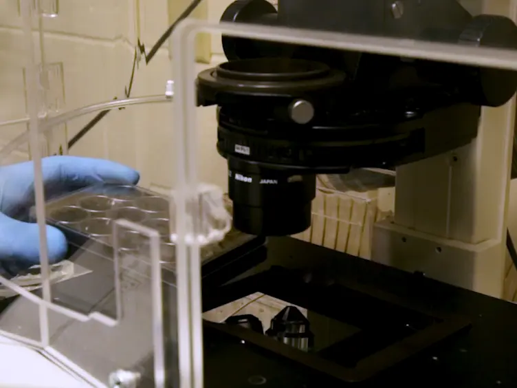 Long-term Live-cell Imaging to Assess Cell Fate in Response to Paclitaxel