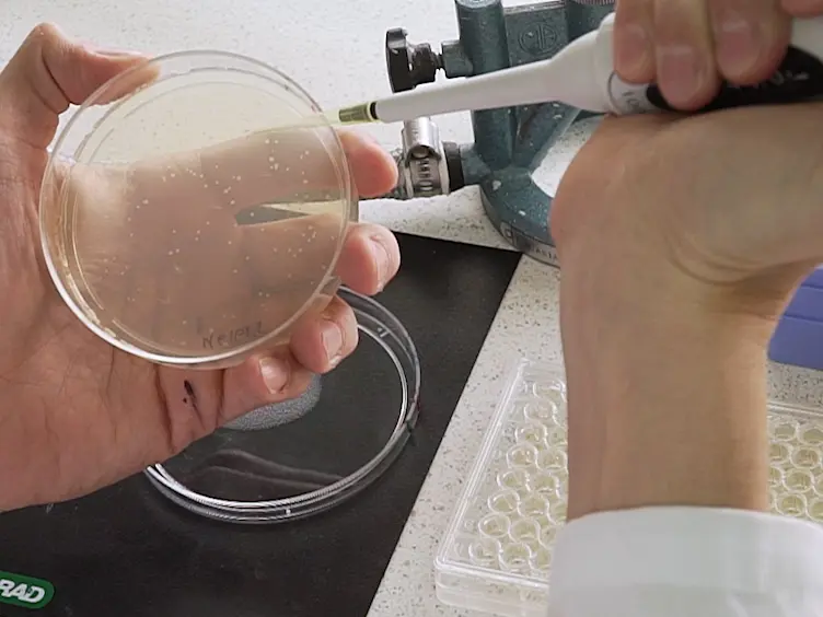 Testing the Role of Multicopy Plasmids in the Evolution of Antibiotic Resistance