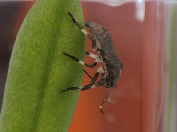 Double-stranded RNA Oral Delivery Methods to Induce RNA Interference in Phloem and Plant-sap-feeding Hemipteran Insects