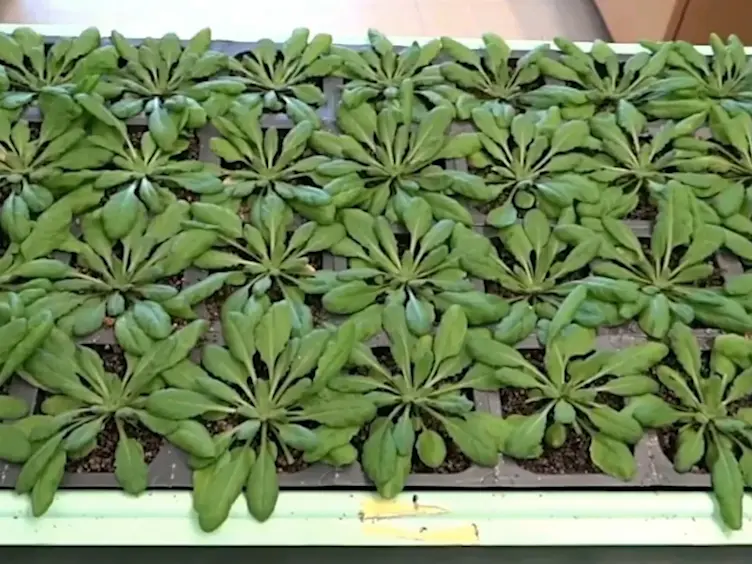 Stomata Tape-Peel: An Improved Method for Guard Cell Sample Preparation