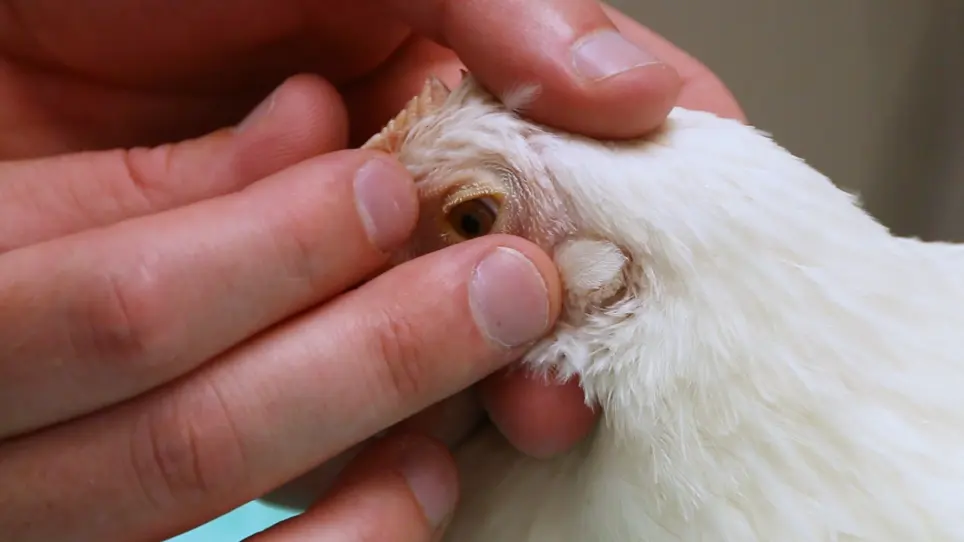 A Ligated Intestinal Loop Model in Anesthetized Specific Pathogen Free Chickens to Study <em>Clostridium Perfringens</em> Virulence