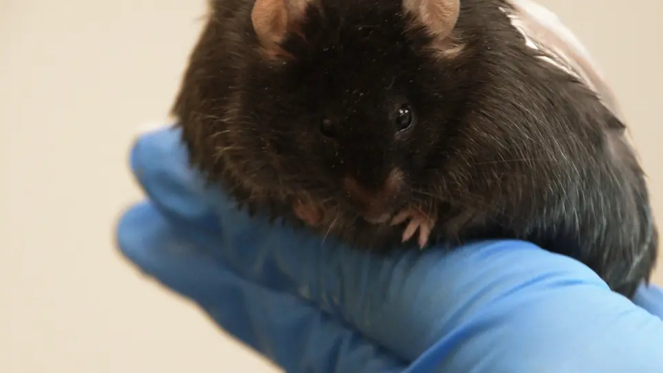 Protocol to Create Chronic Wounds in Diabetic Mice