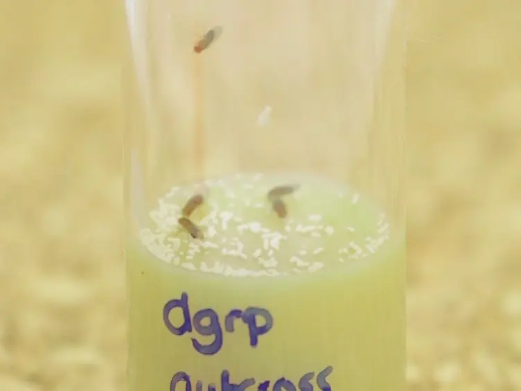 Oral Bacterial Infection and Shedding in <em>Drosophila melanogaster</em>