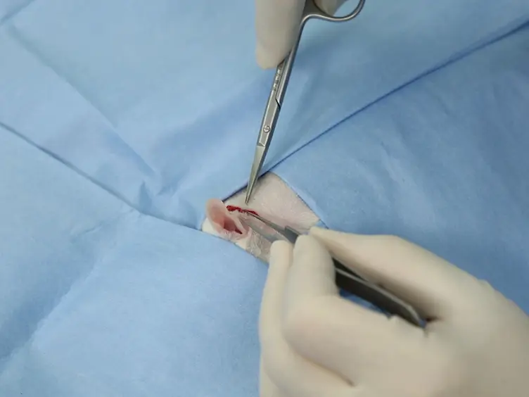 Surgical Labyrinthectomy of the Rat to Study the Vestibular System