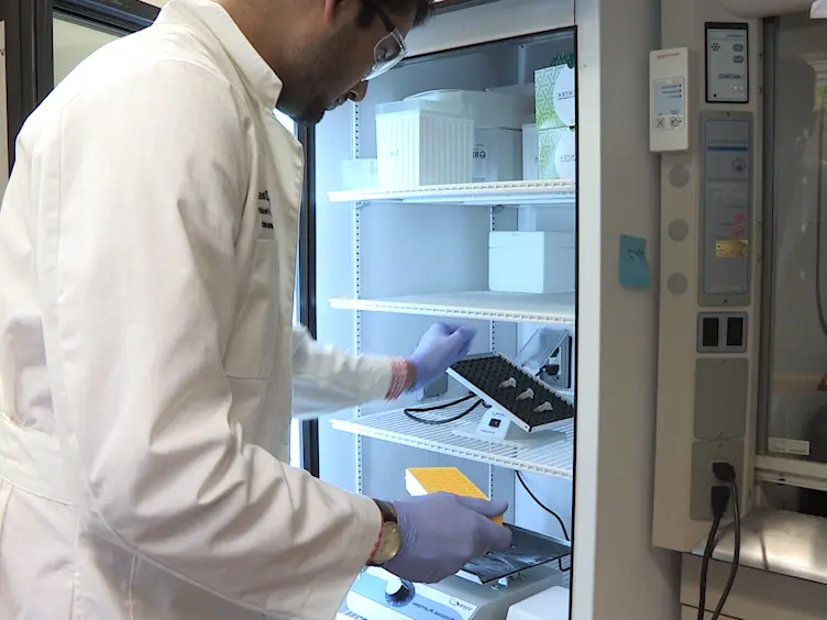Biotin-based Pulldown Assay to Validate mRNA Targets of Cellular miRNAs