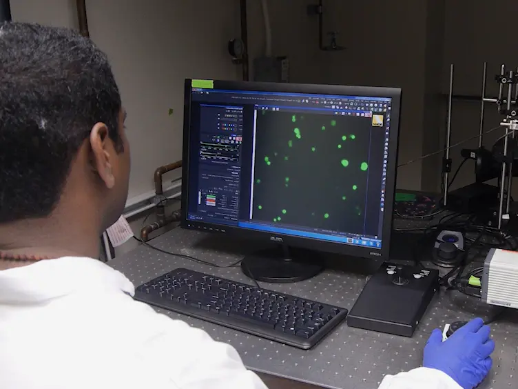A Rapid Image-based Bacterial Virulence Assay Using Amoeba