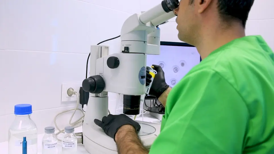 Minimally Invasive Embryo Transfer and Embryo Vitrification at the Optimal Embryo Stage in Rabbit Model
