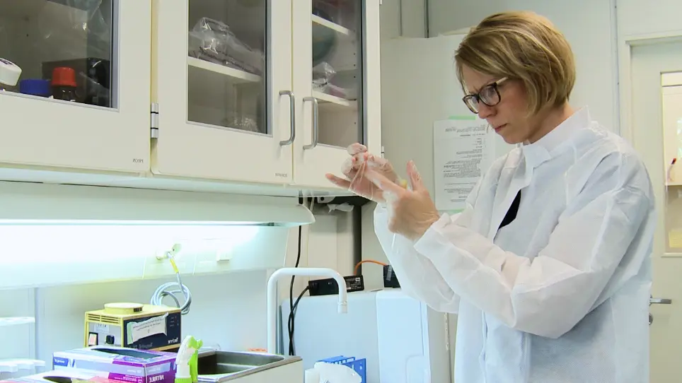 Preparation of a High-quality Primary Cell Culture from Fish Pituitaries