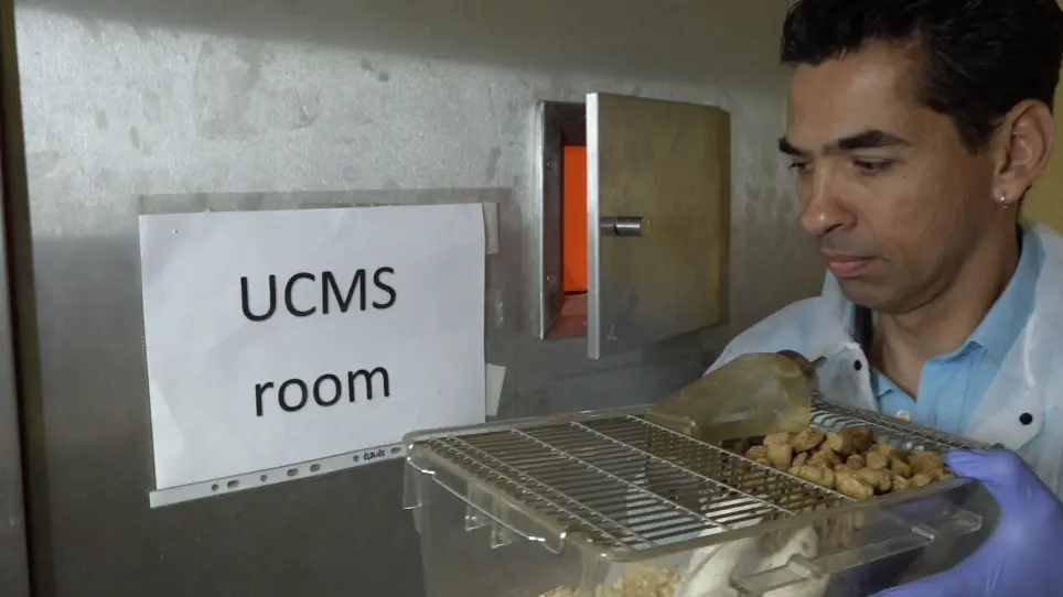 The Unpredictable Chronic Mild Stress Protocol for Inducing Anhedonia in Mice