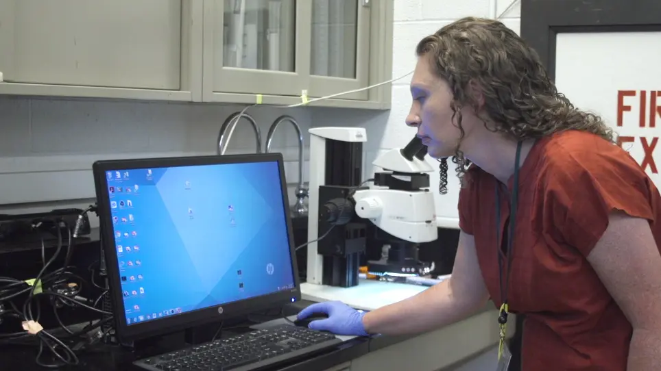 Measuring Hypopharyngeal Gland Acinus Size in Honey Bee (<em>Apis mellifera</em>) Workers