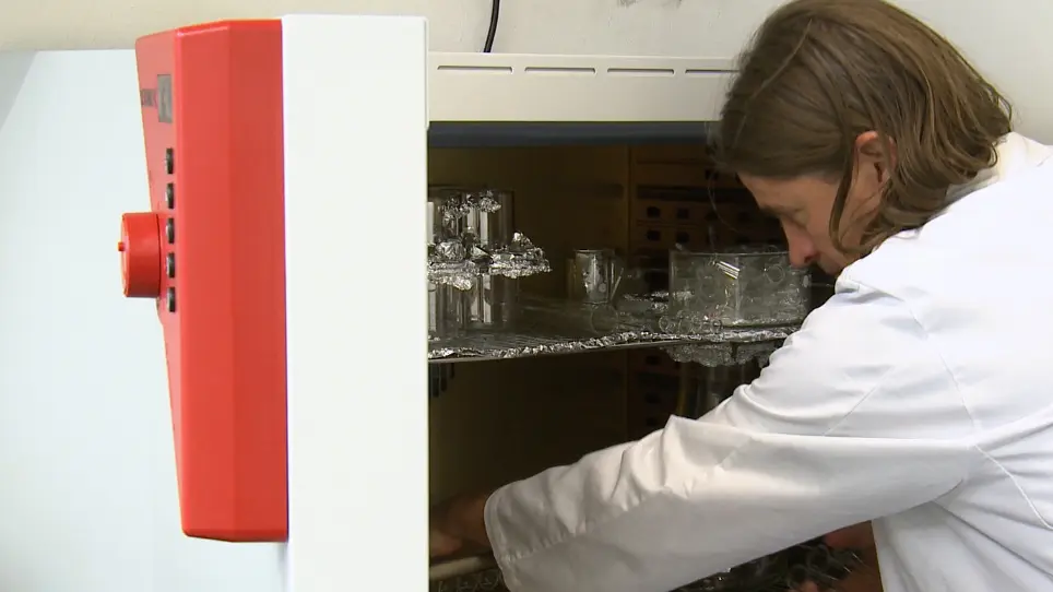 A Wind Tunnel for Odor Mediated Insect Behavioural Assays