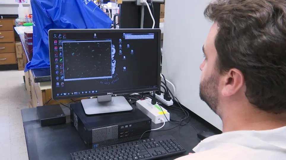 Real-time Imaging and Quantification of Fungal Biofilm Development Using a Two-Phase Recirculating Flow System