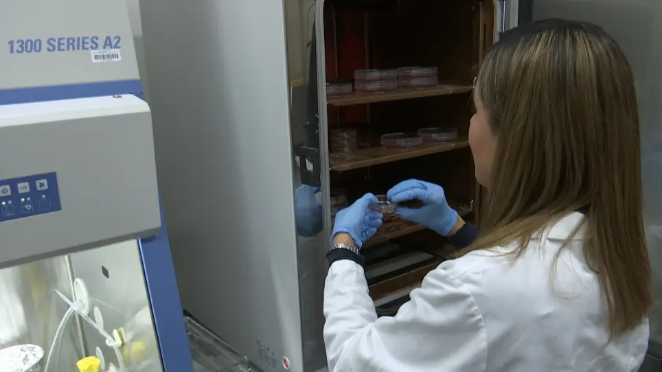 Ex Vivo Corneal Organ Culture Model for Wound Healing Studies