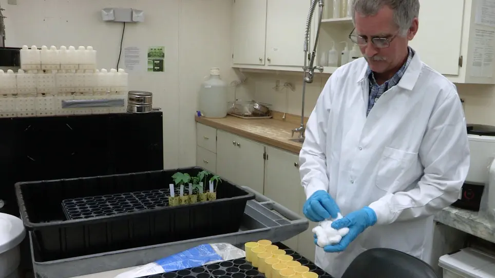 Screening Cotton Genotypes for Reniform Nematode Resistance