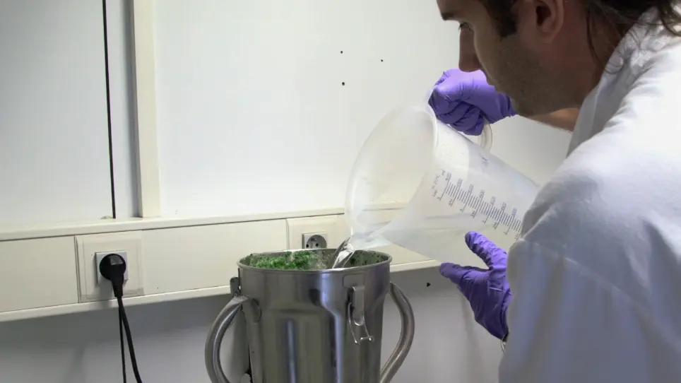 Preparation of Chloroplast Sub-compartments from Arabidopsis for the Analysis of Protein Localization by Immunoblotting or Proteomics