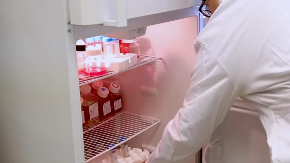 Estimation of Nephron Number in Whole Kidney using the Acid Maceration Method