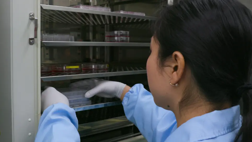 Cell Based Assays of SINEUP Non-coding RNAs That Can Specifically Enhance mRNA Translation
