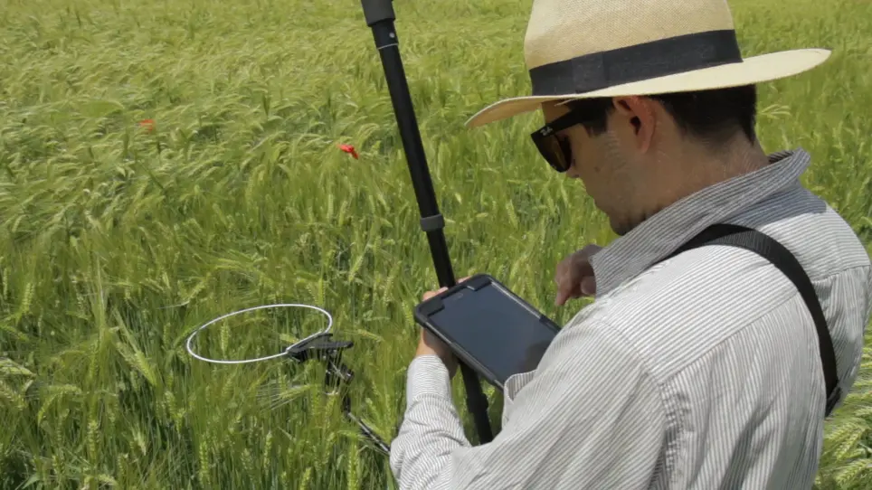 Cereal Crop Ear Counting in Field Conditions Using Zenithal RGB Images