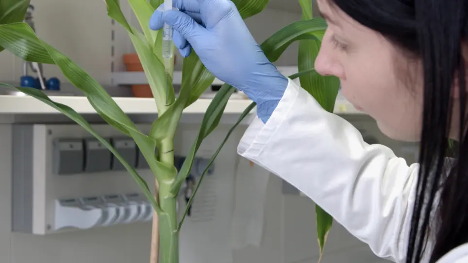 Using <em>Ustilago maydis</em> as a Trojan Horse for In Situ Delivery of Maize Proteins